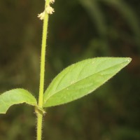 Cyathula prostrata (L.) Blume